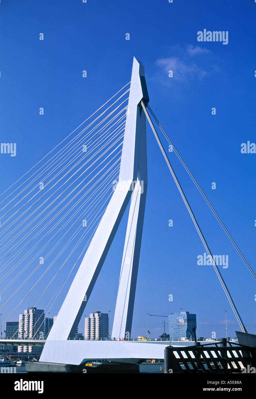 Sospensione Erasmus Bridge Rotterdam Paesi Bassi Paesi Bassi Foto Stock