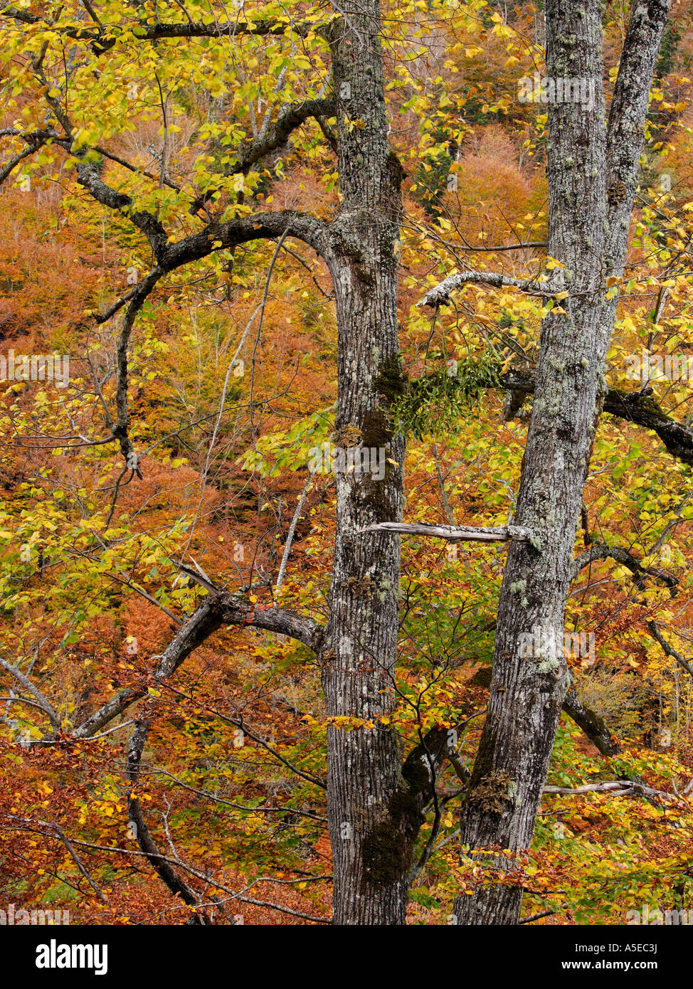 Wych Elm Ulmus glabra in un bosco di latifoglie in autunno le gamme dei Pirenei Valle de Arán Catalogna Spagna Foto Stock