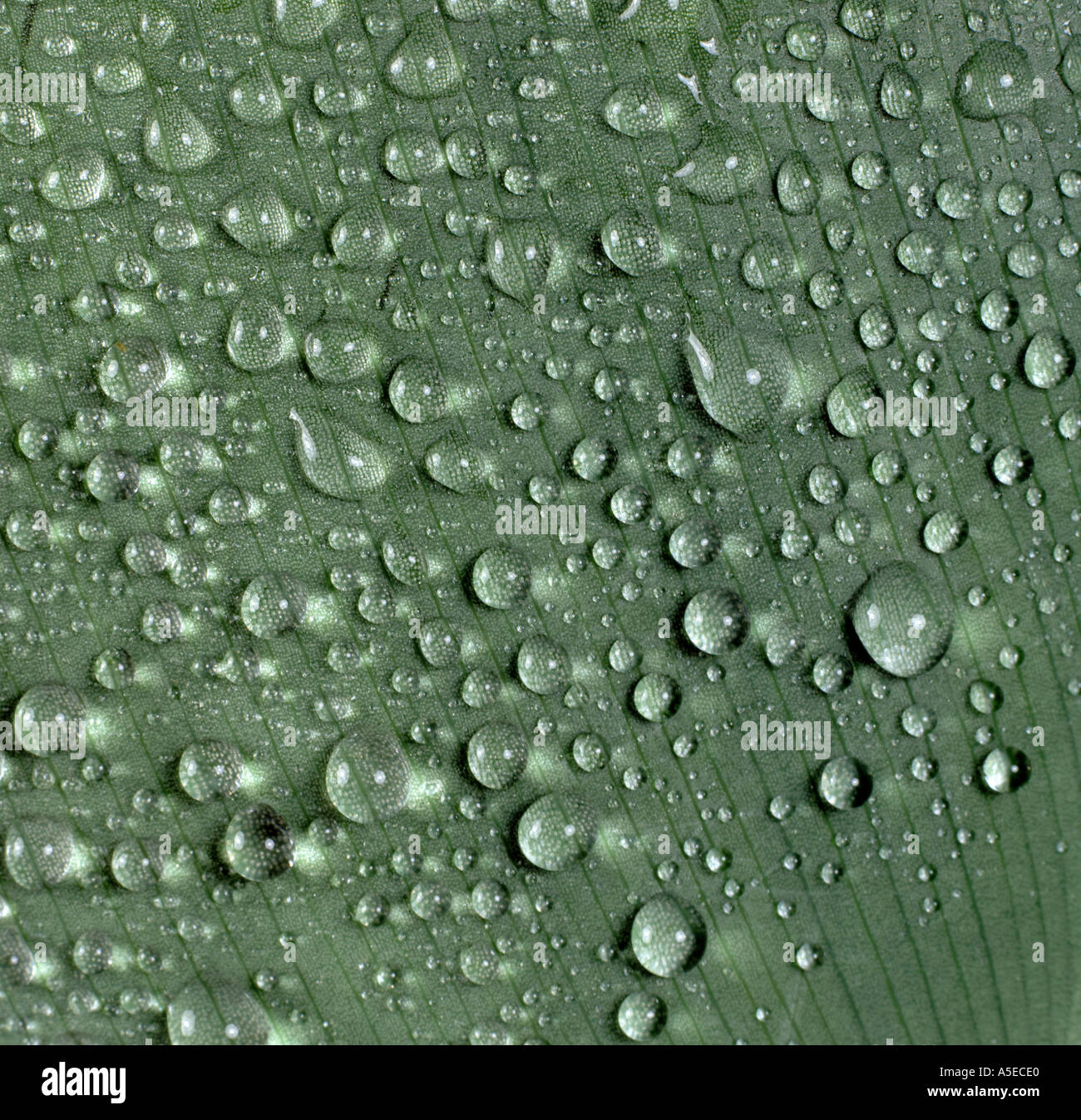 Acqua o le gocce di pioggia su una canna lily leaf Foto Stock