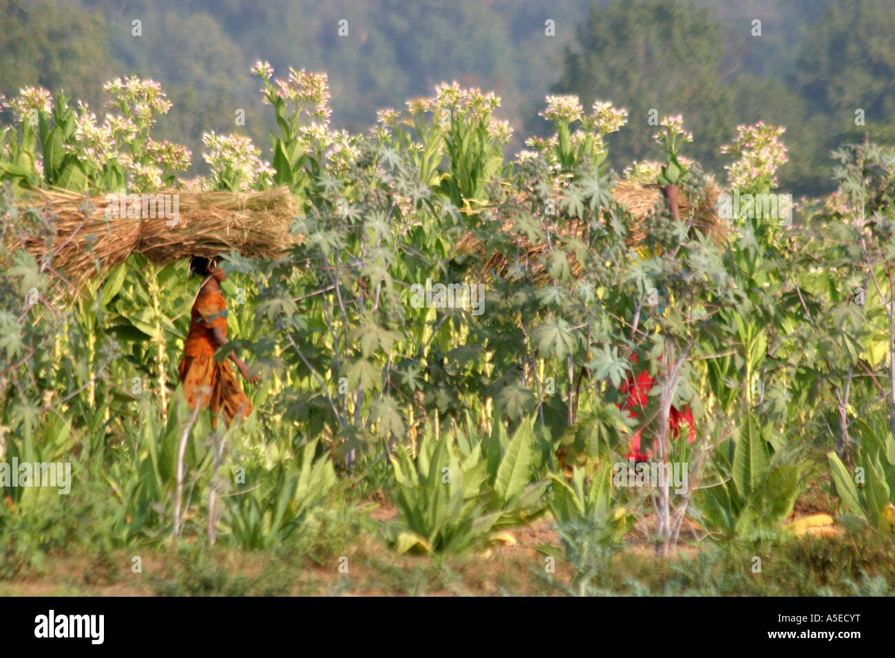 Le giovani ragazze che trasportano carichi pesanti di fieno attraverso alte piante di tabacco.Orissa ,India Foto Stock