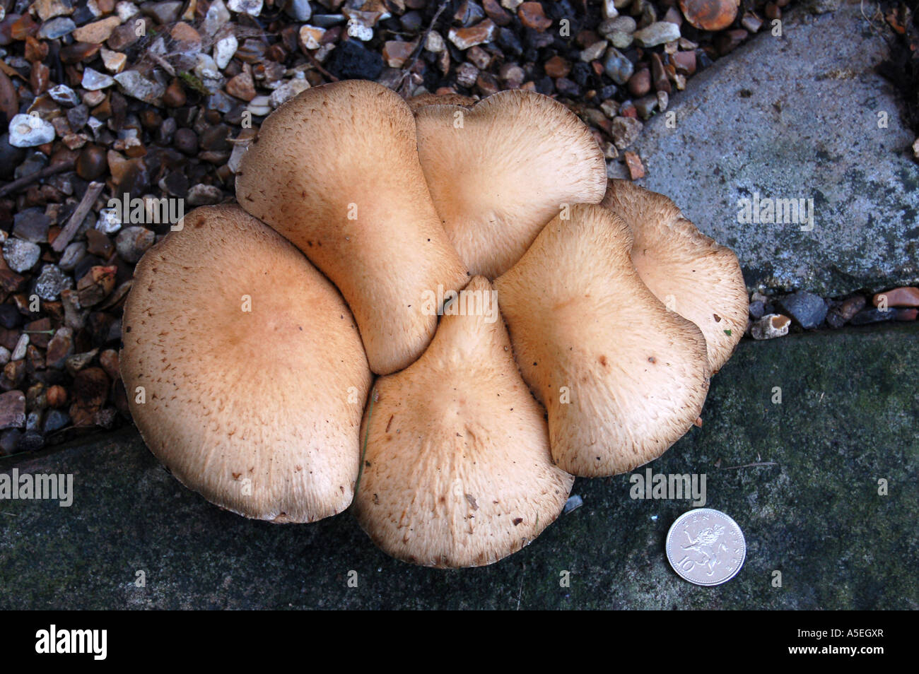 Toadstools asciculare (Zolfo ciuffo) - comuni Foto Stock