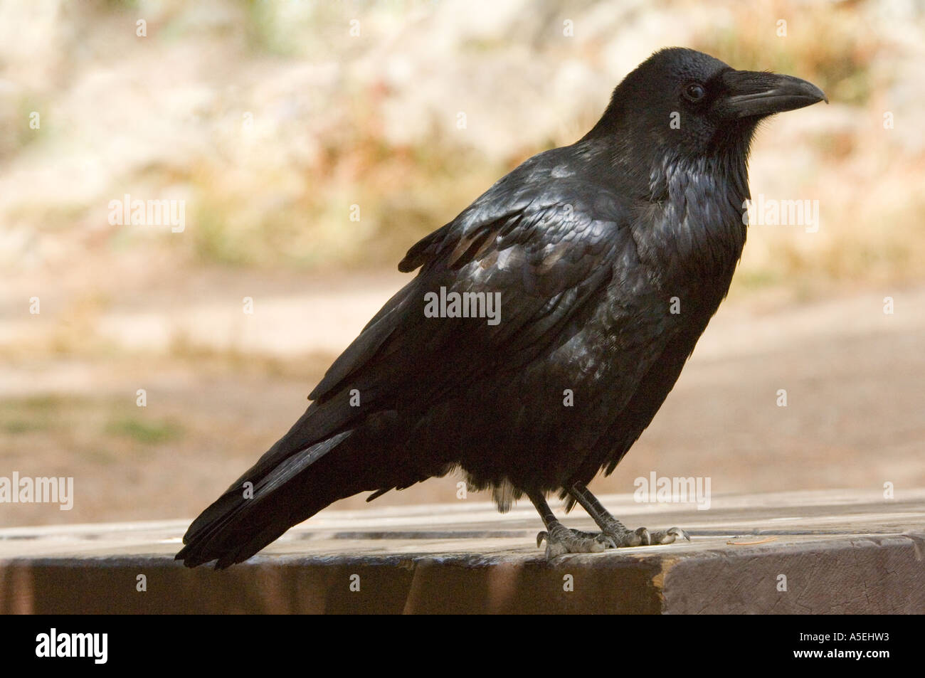 Raven comune, Corvus coraxat, Sheepeater Cliff, il Parco Nazionale di Yellowstone, Wyoming USA Foto Stock