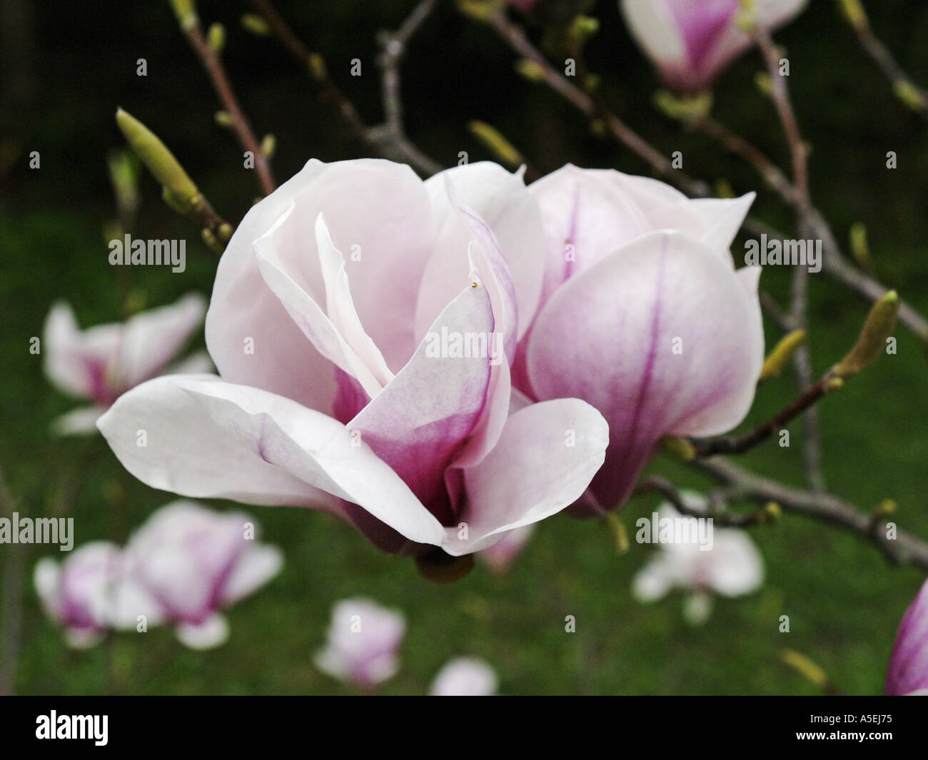 Magnolia (Magnolia soulangeana) Foto Stock