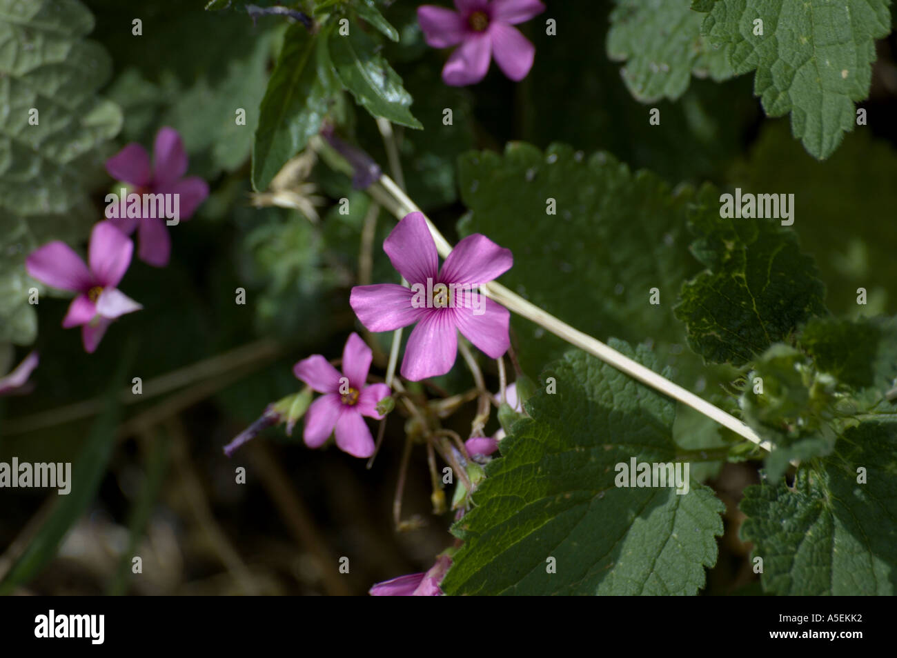 Cranesbill dovesfoot o legno geranio Foto Stock