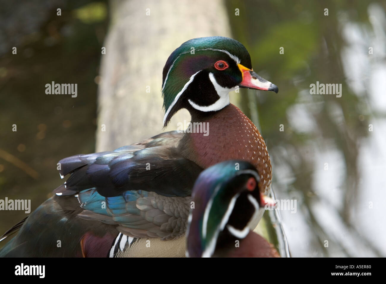 Anatra di legno maschio, Aix sponsora, che perching su log sopra l'acqua, con fuori fuoco testa di anatra di legno maschio nel forground, in morecambe lancashire uk Foto Stock