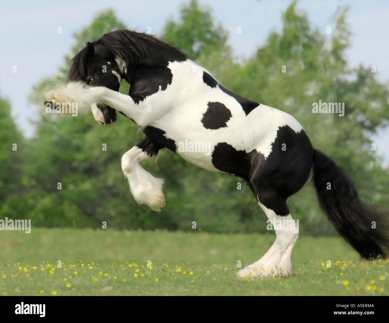 Gypsy Vanner horse colt impennarsi in gioco Foto Stock