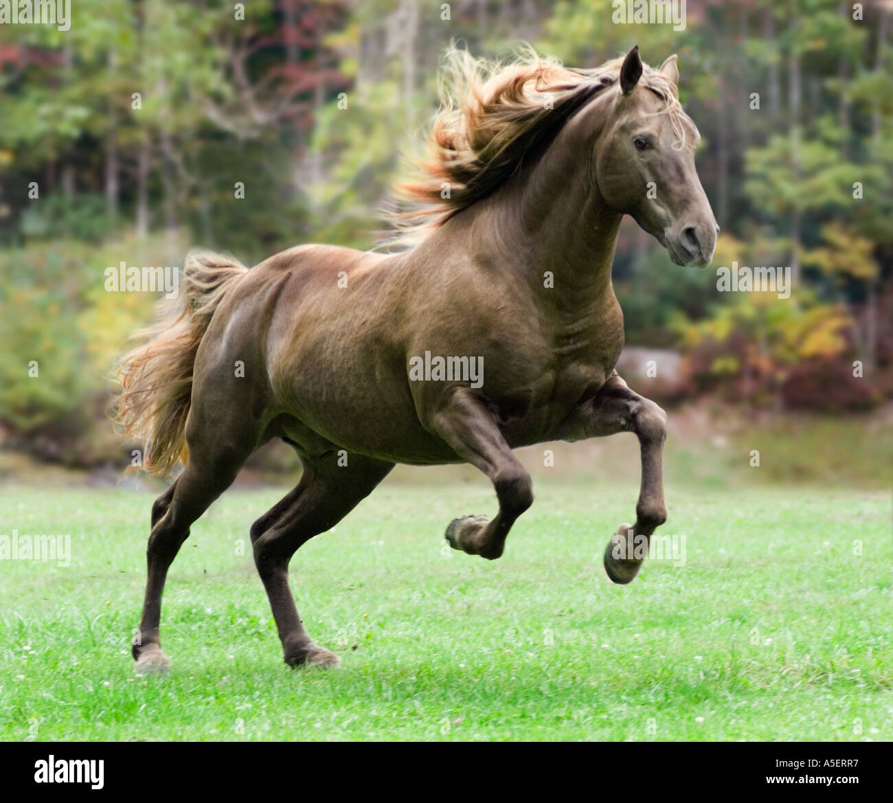 Rocky Mountain stallone cavallo salta in azione Foto Stock