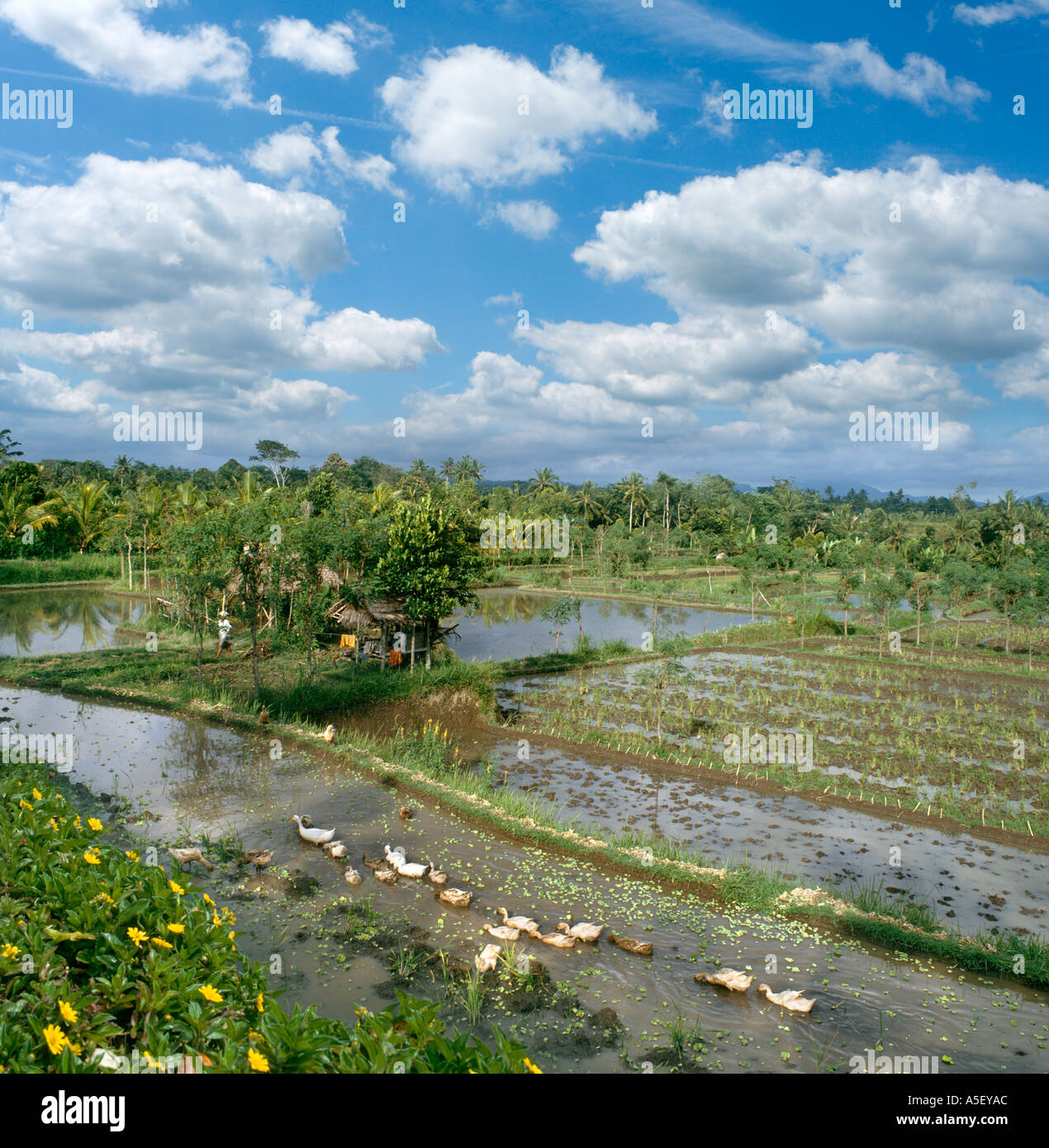 Inondati campi di riso e capanna nativo nel centro dell'isola di Bali, Indonesia Foto Stock