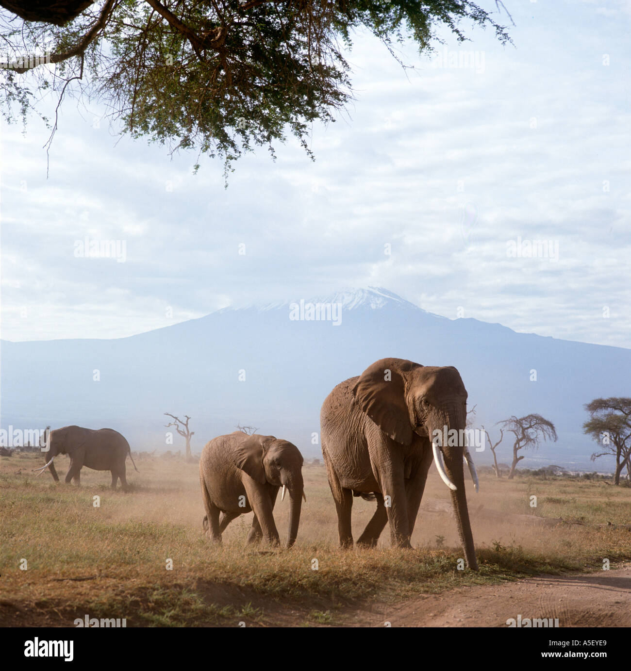Kenya Safari. Gli elefanti nella parte anteriore del Monte Kilimanjaro, Amboseli National Park, Kenya, Africa orientale Foto Stock