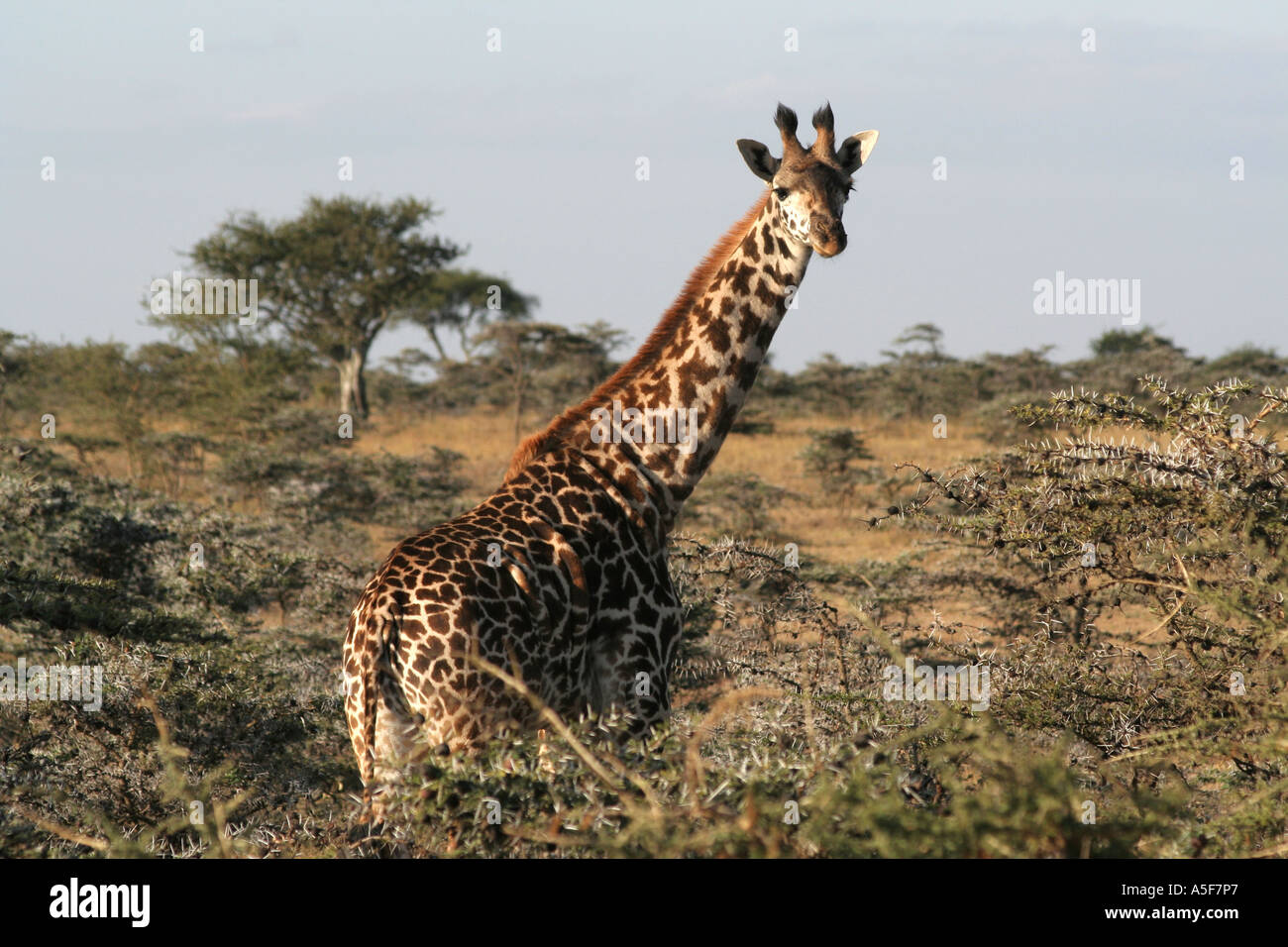 La giraffa, African Masai Giraffe, Masai Mara, Kenya Foto Stock