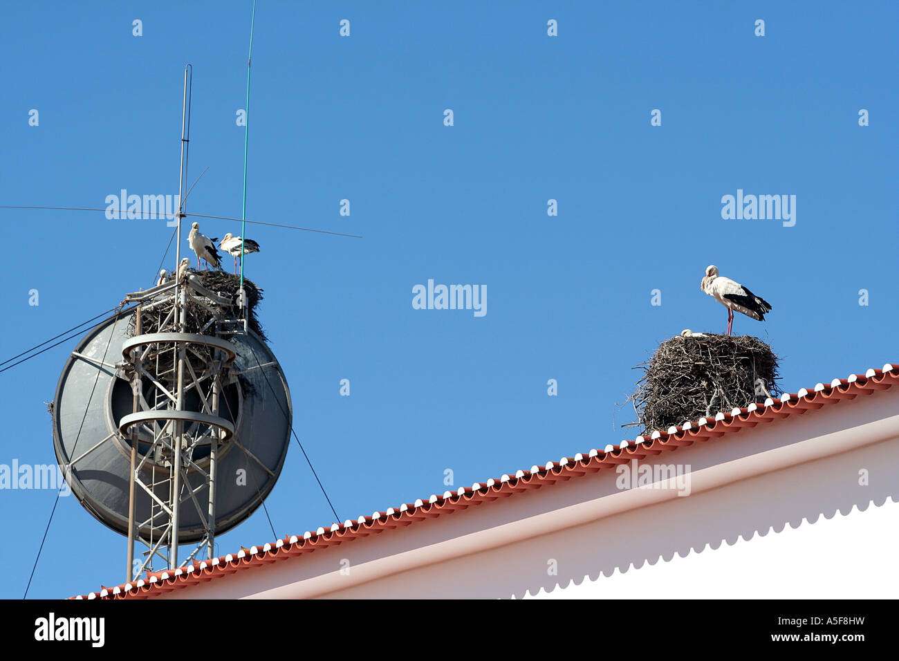 Sei cicogne bianche sul tetto nei loro nidi Faro Algarve Portogallo Foto Stock