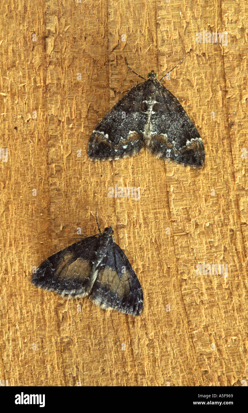 Comune di tappeti in marmo moth Chloroclysta truncata normale forme scure Foto Stock