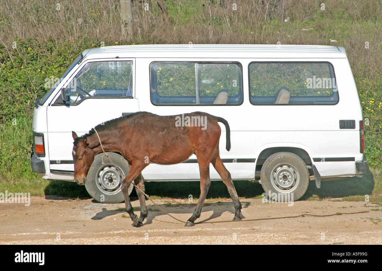 Cavalli di potenza Foto Stock