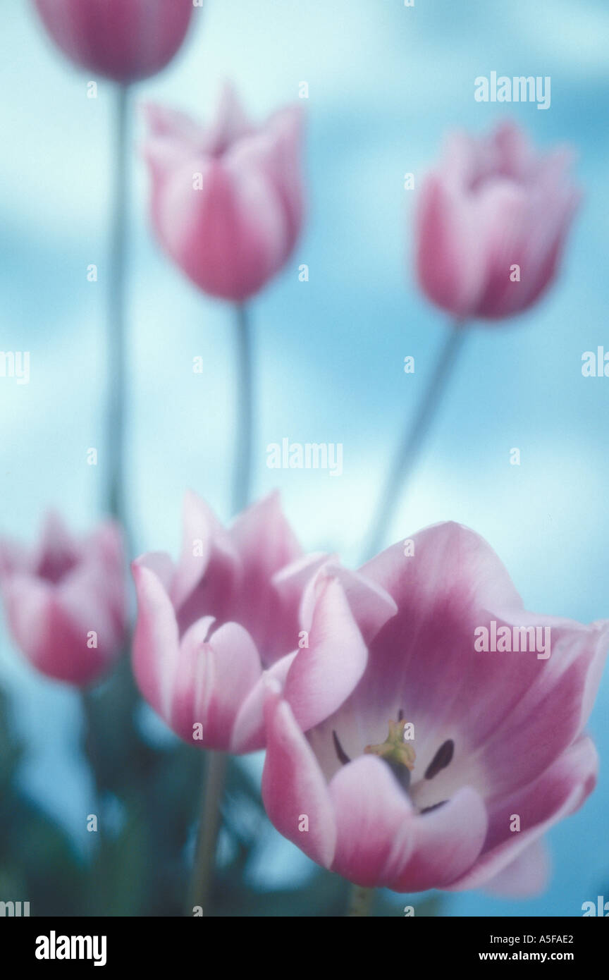 Rosa e Bianco tulip fioriture dei fiori Foto Stock