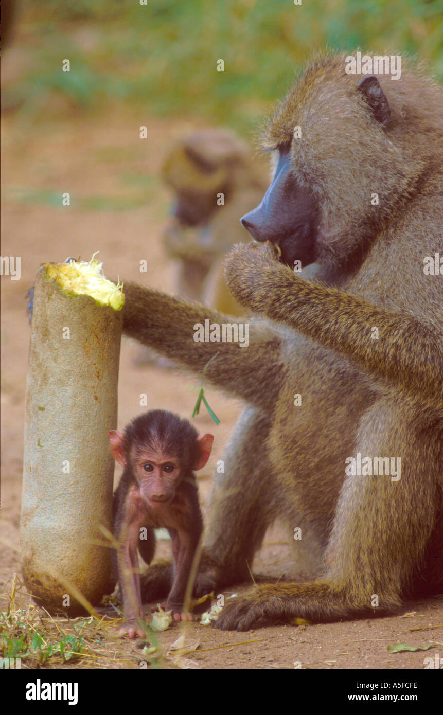 Maschio di babbuino Oliva alimentazione salsiccia su alberi da frutto con il bambino Foto Stock