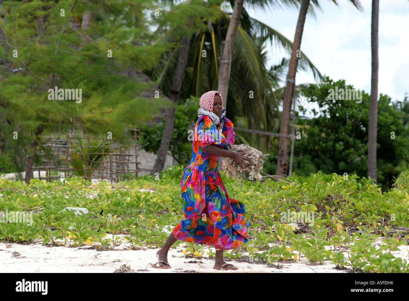 Zanzibar: Donna che trasportano le alghe per la spiaggia di sabbia bianca sulla penisola Michamvi, Tanzania Africa Foto Stock