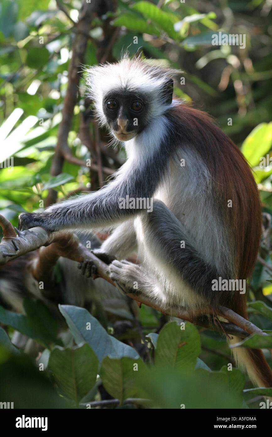 Zanzibar: Red Colobus Monkey (colombus pennanti) nella foresta di Jozani riserva nazionale, Zanzibar Tanzania Africa orientale Foto Stock