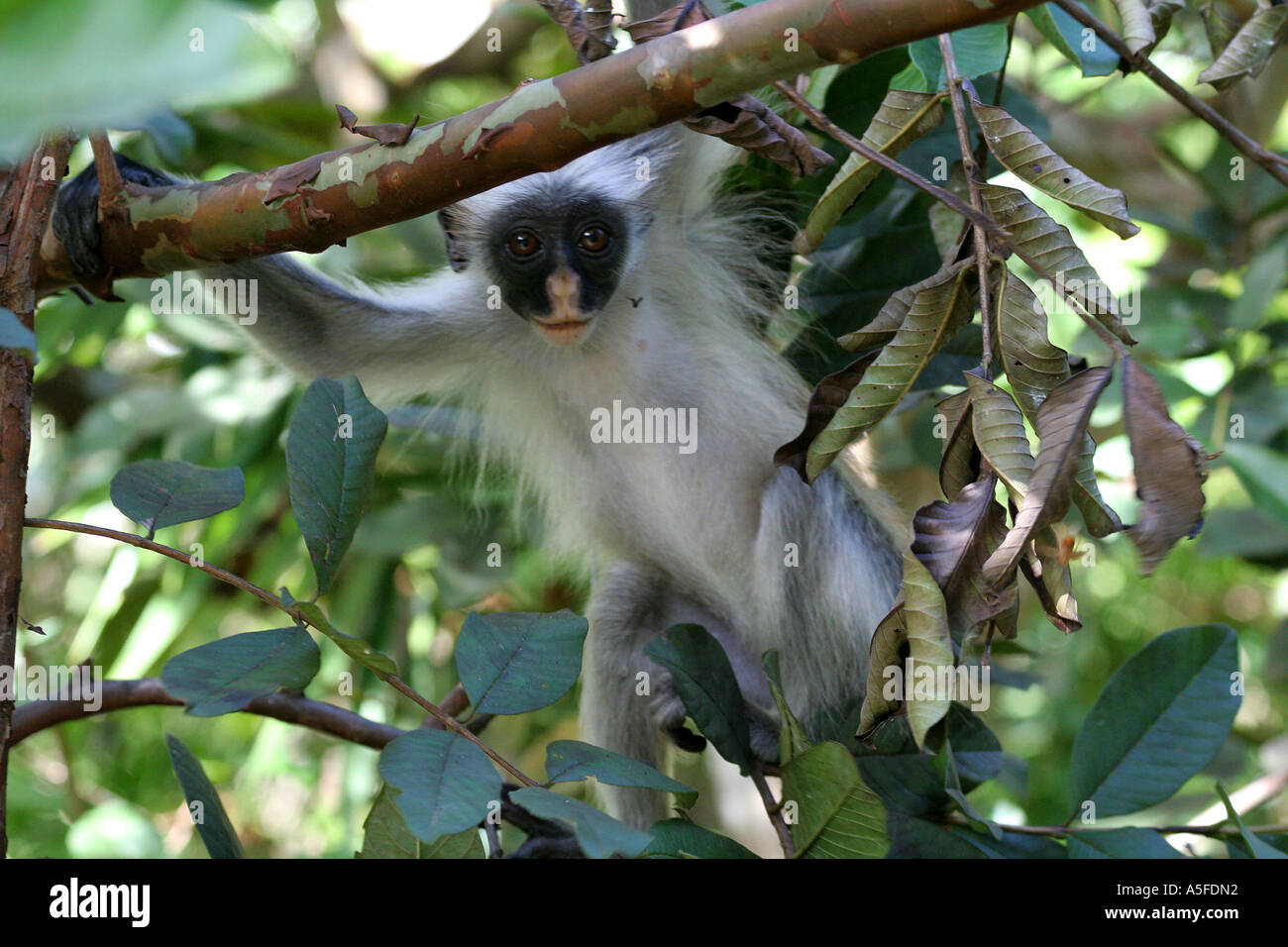Zanzibar: Red Colobus Monkey (colombus pennanti) nella foresta di Jozani riserva nazionale, Zanzibar Tanzania Africa orientale Foto Stock