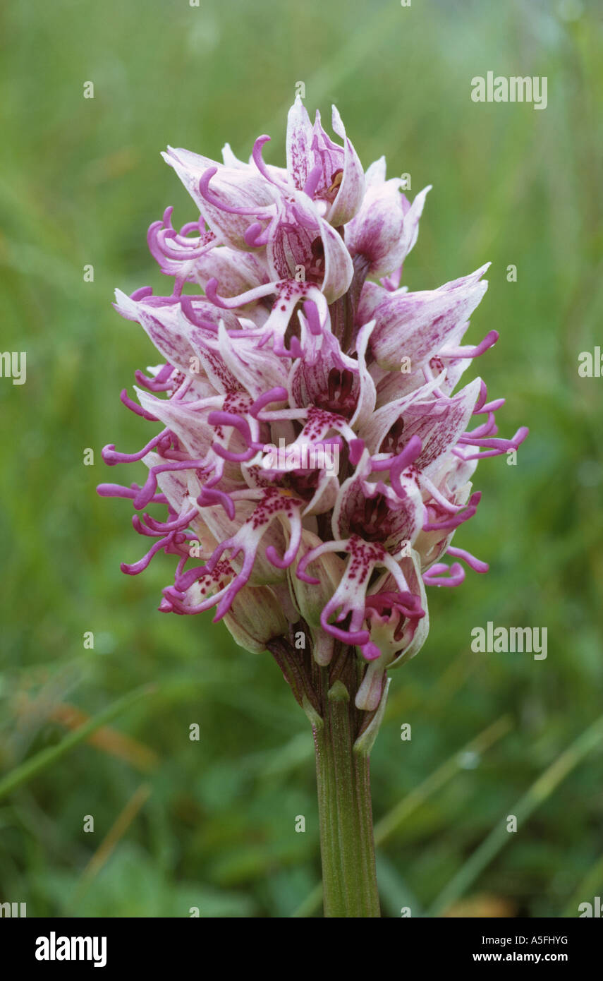 Orchide omiciattolo Orchis simia flowerhead Kent Foto Stock