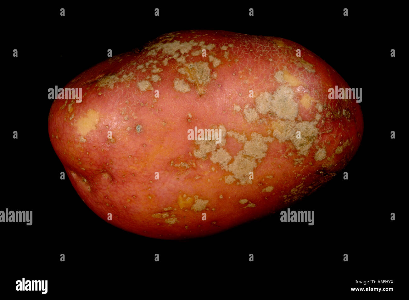 Argento scurf Helminthosporium solani su red Desiree tubero di patata pelle Foto Stock