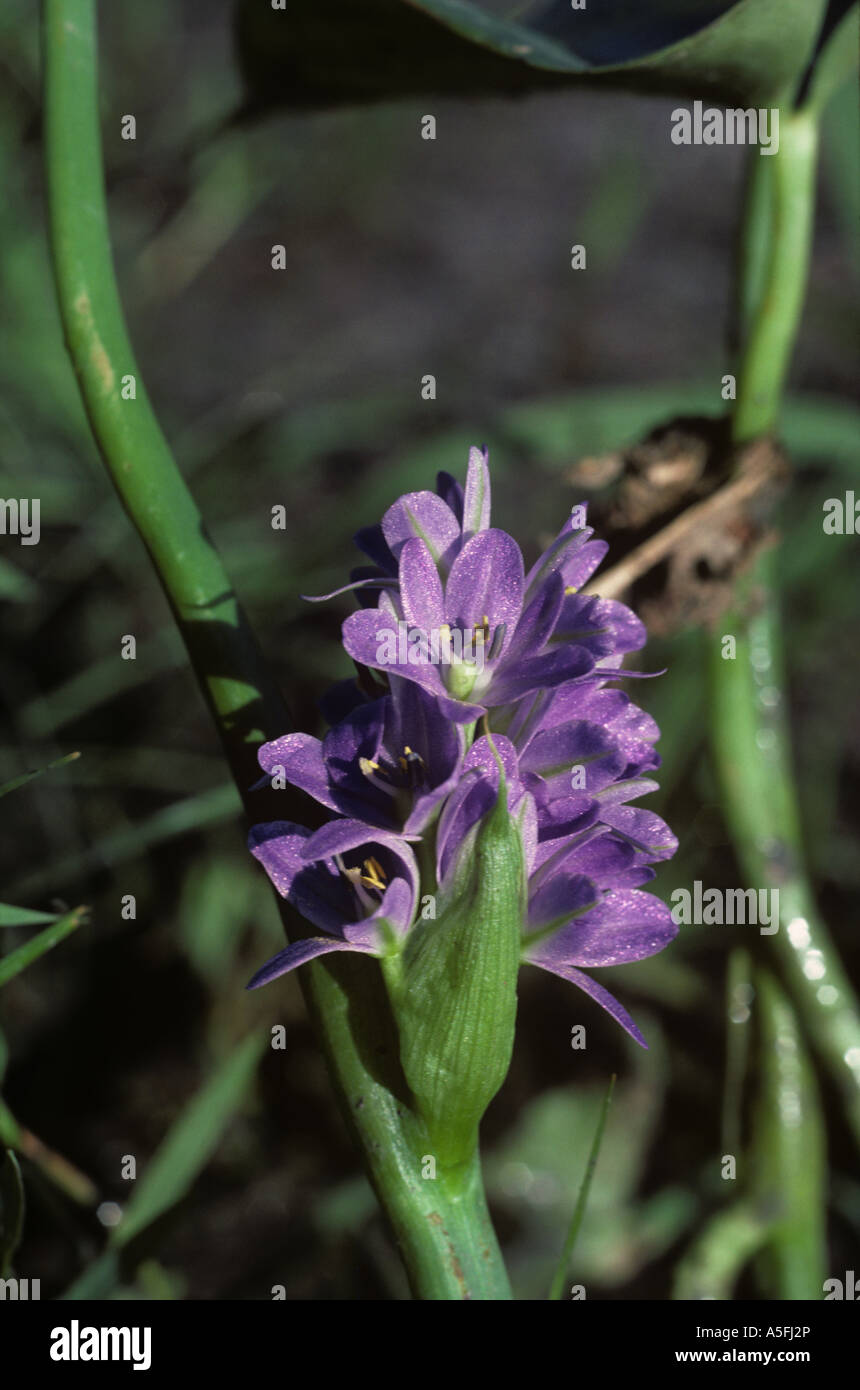 A forma di cuore pickerelweed false Monochoria vaginalis fioritura di alghe in un risone Foto Stock