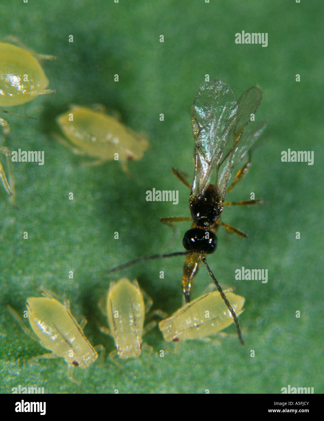 Parassitoide wasp Aphidius sp che stabilisce le sue uova in una pesca di afide di patate Foto Stock