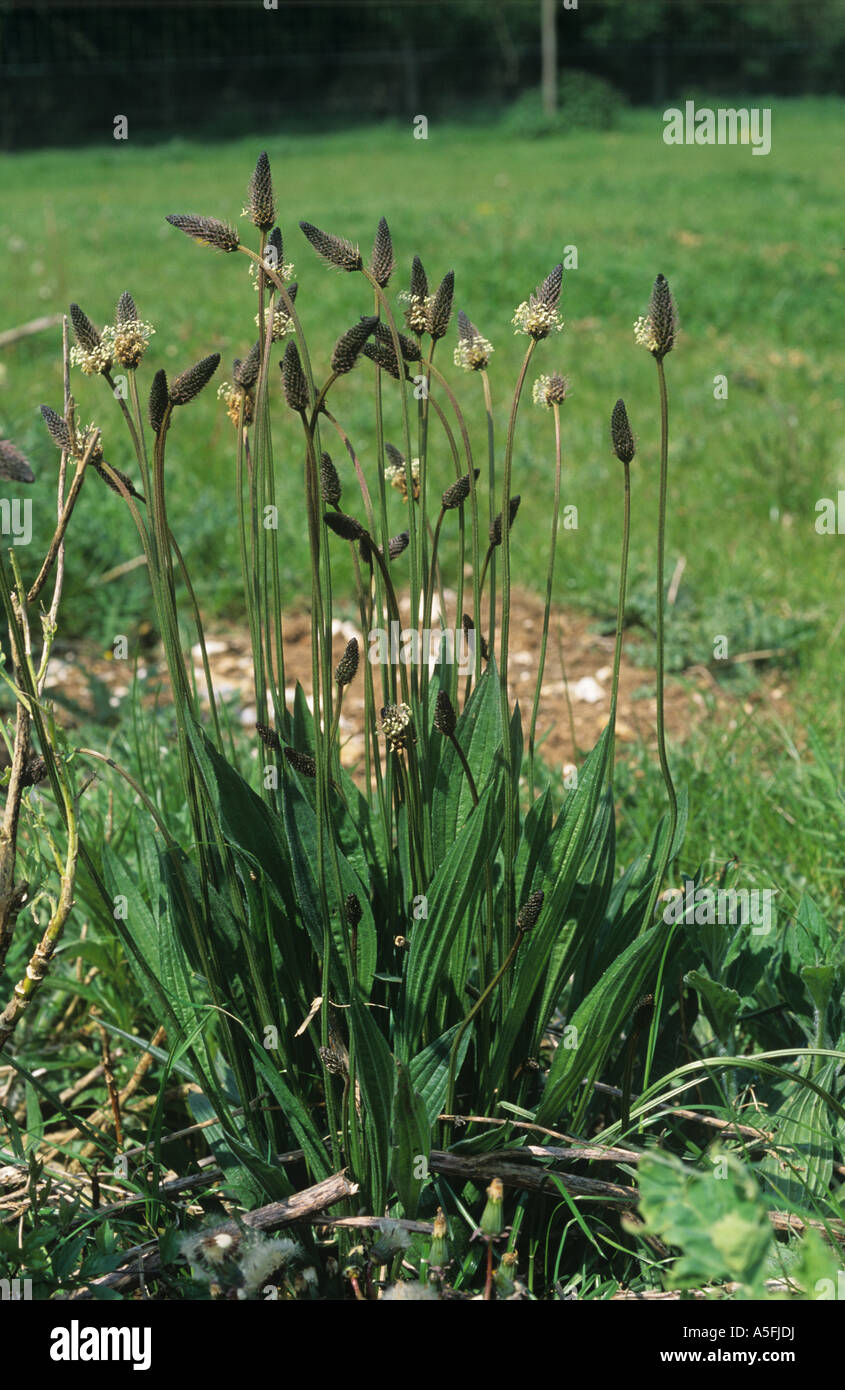 Ribwort piantaggine lanceolata Planzago fioritura delle piante Foto Stock