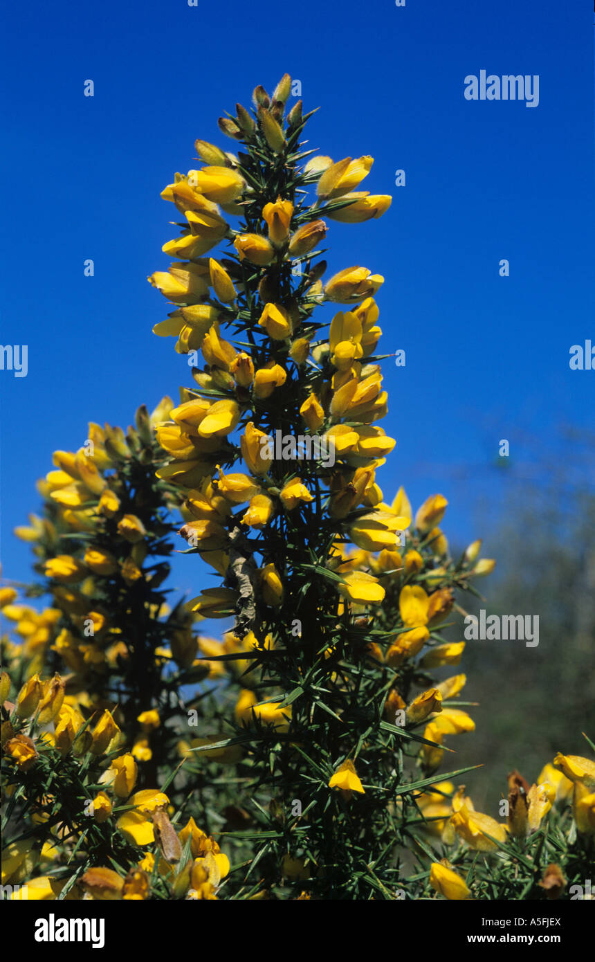 Gorse Ulex Europaeus fiori gialli contro il cielo blu Foto Stock