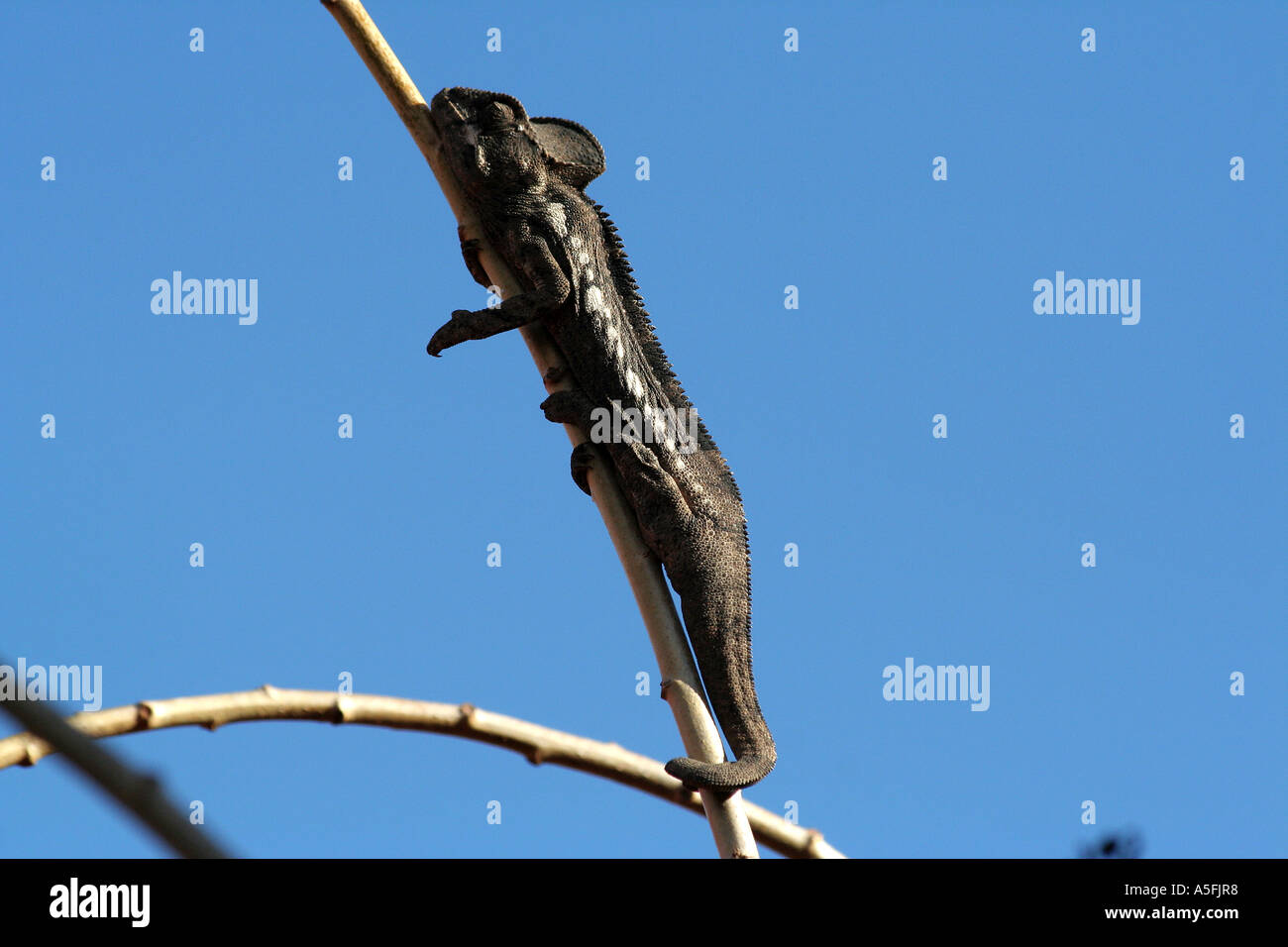 Nero Chameleon lizard poggia su un ramo, Ambalavao, Madagascar Foto Stock