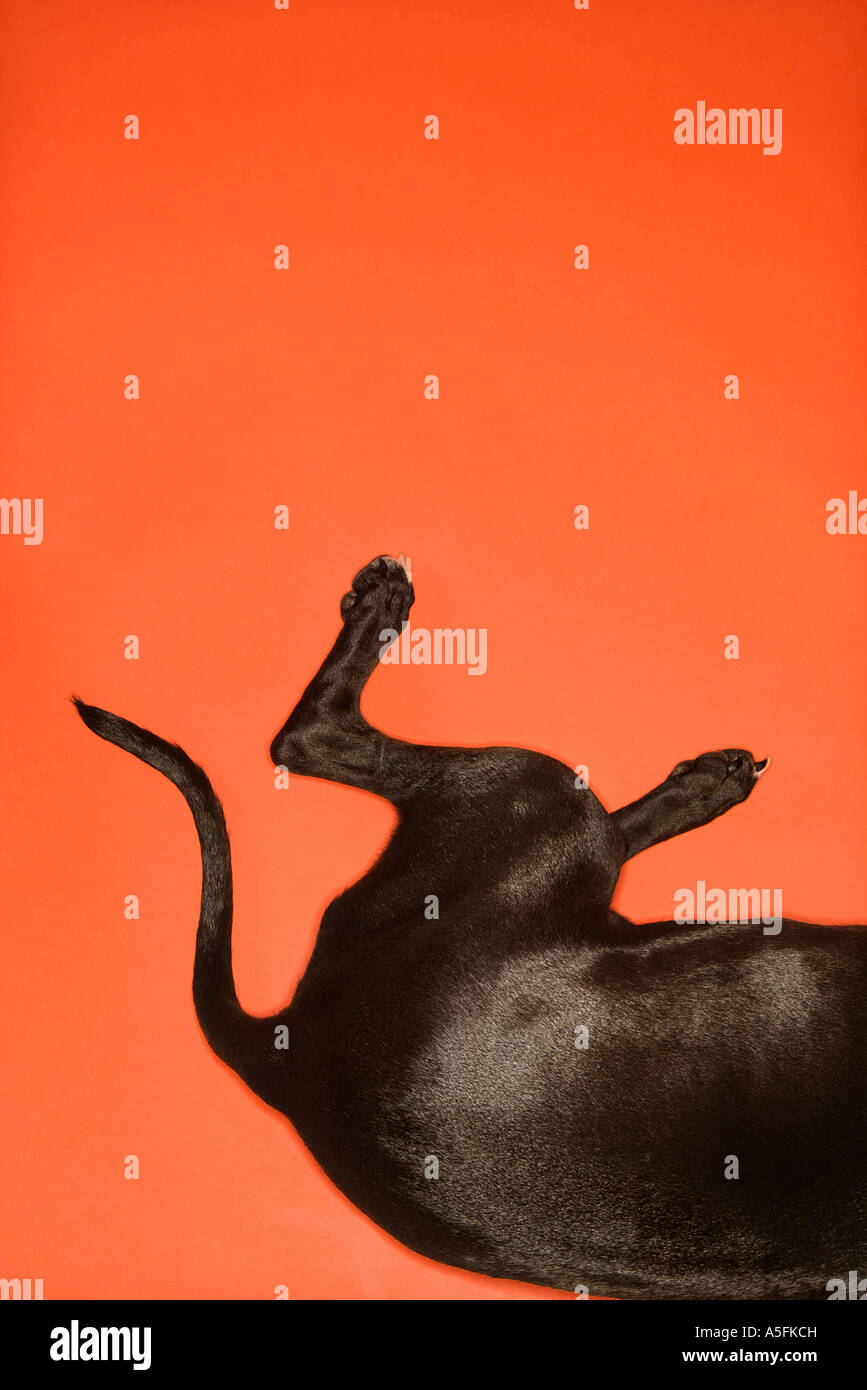 Cane nero quarti posteriori sdraiato su sfondo arancione Foto Stock