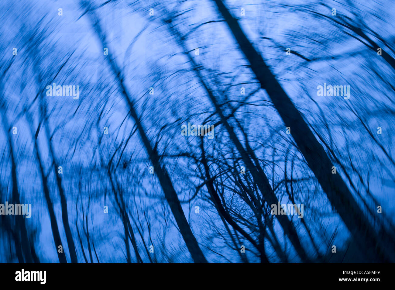 Motion Blur di alberi sfrondato mad dalla telecamera di filatura Foto Stock