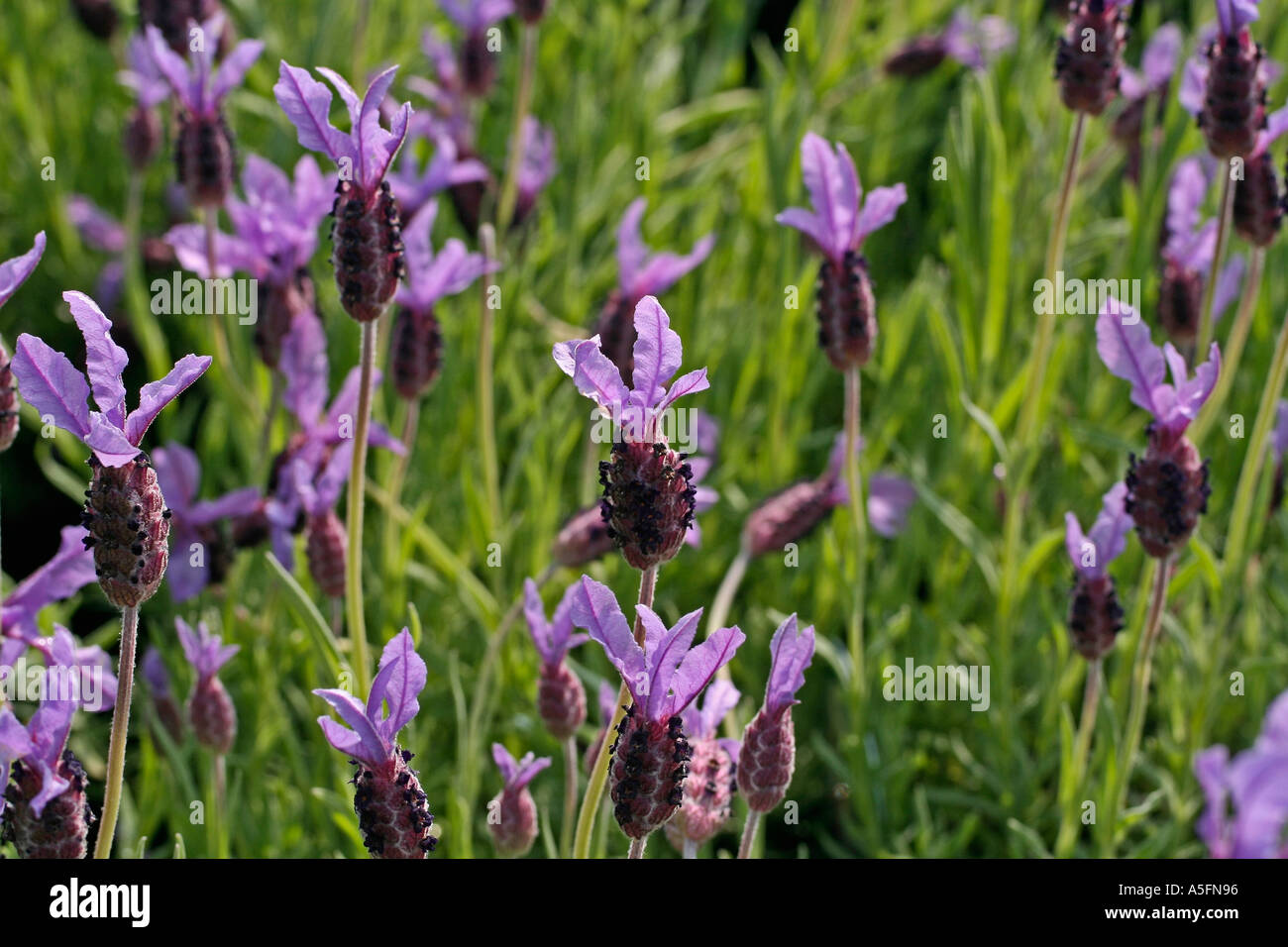 Lavanda, Lavandula sp Foto Stock