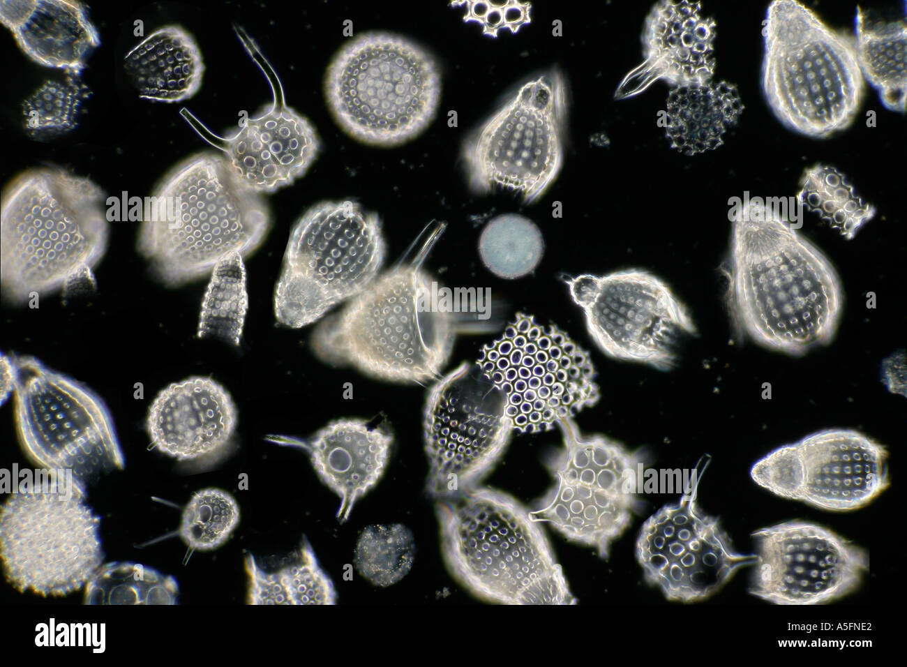 Radiolaria zooplancton siliceo Foto Stock