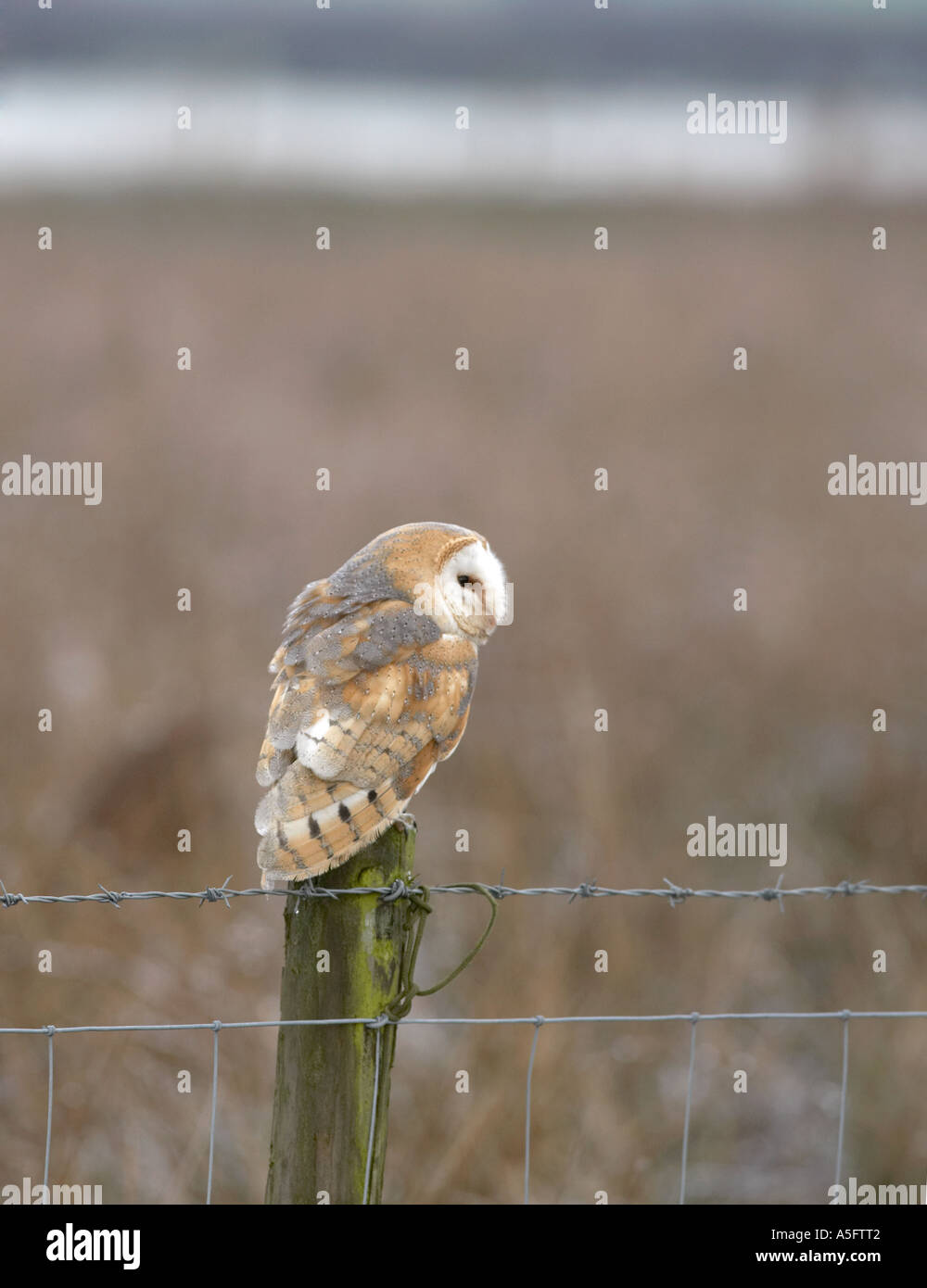 Europeo Barbagianni (Tyto alba) seduti su un palo da recinzione in corrispondenza del bordo di un campo Foto Stock