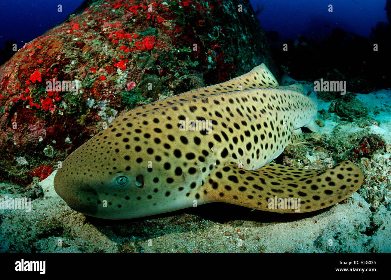 Leopard shark Stegostaoma varium Thailandia Foto Stock