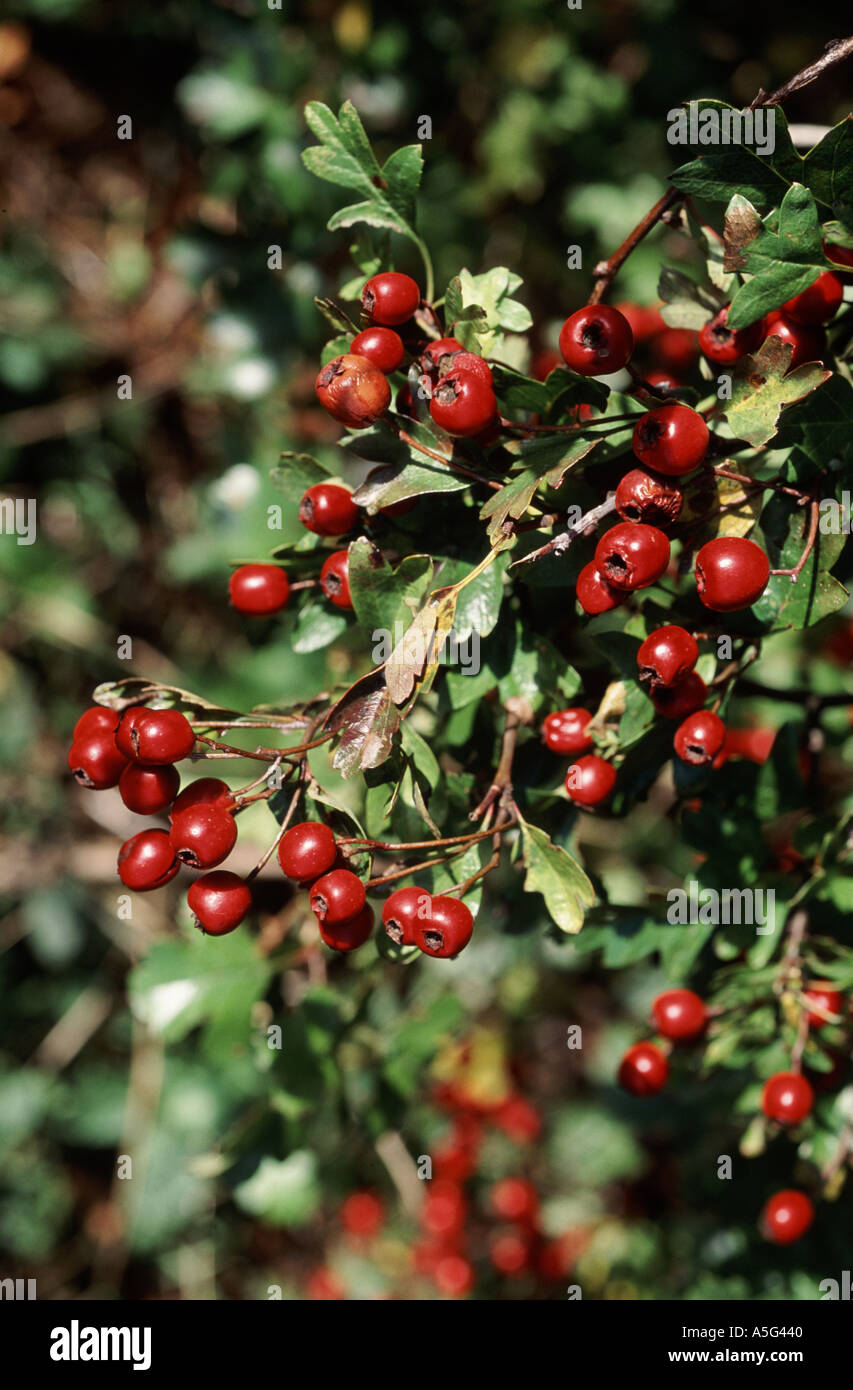 Biancospino bacche su albero Hampshire Inghilterra Foto Stock