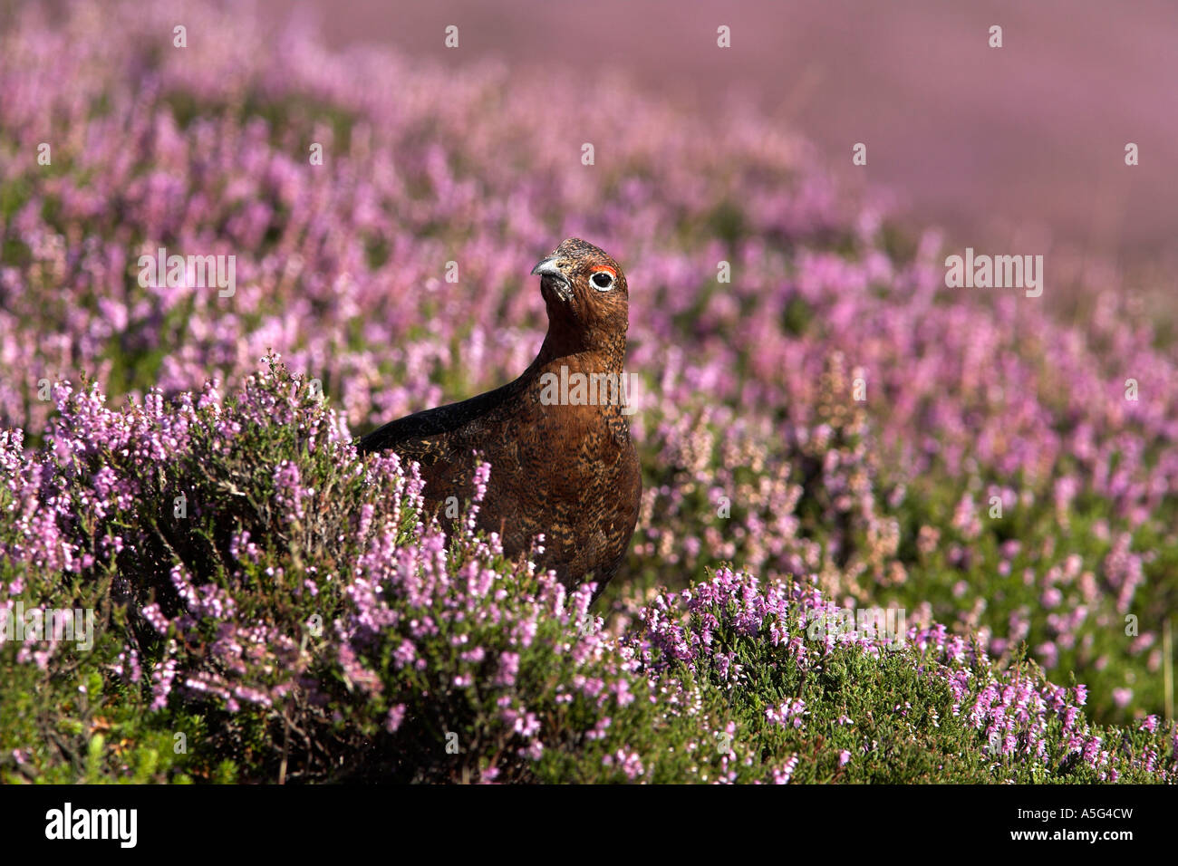 RED GROUSE Lagopus lagopus Foto Stock