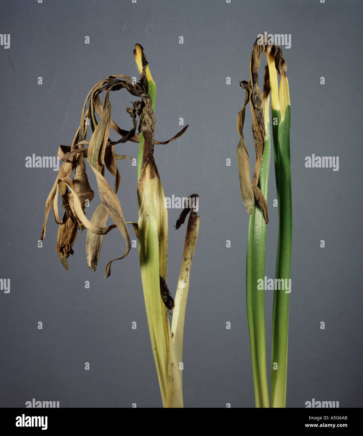 Scottatura foglia Stagonospora curtisii danni ai fiori di narciso e gemme Foto Stock