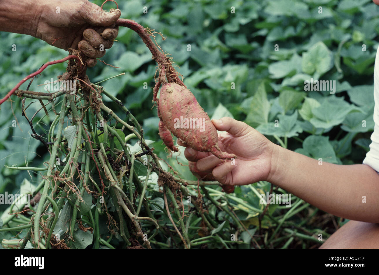 Dolce di tubero di patata sollevato a mano Foto Stock