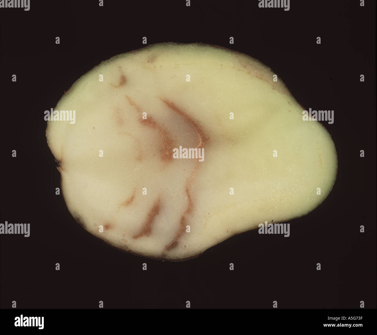 Sintomi interni di spraing in tubero di patata causato da Potato Mop Top Virus PMTV Foto Stock
