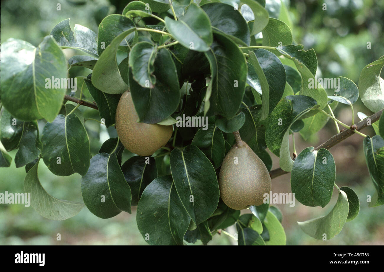 Frutti di pera su albero frondoso Foto Stock