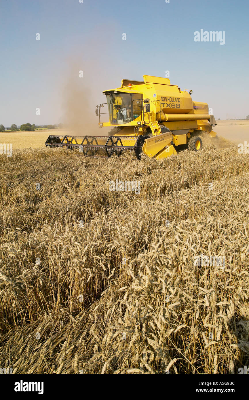Raccolta della mietitrebbia Foto Stock