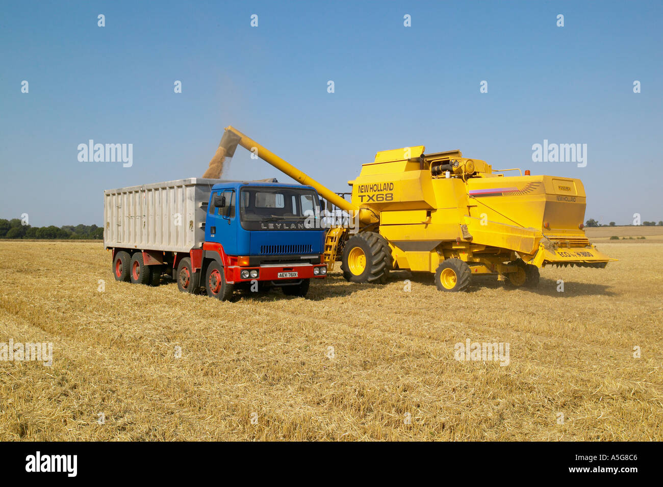 La raccolta di frumento con una mietitrebbia Foto Stock