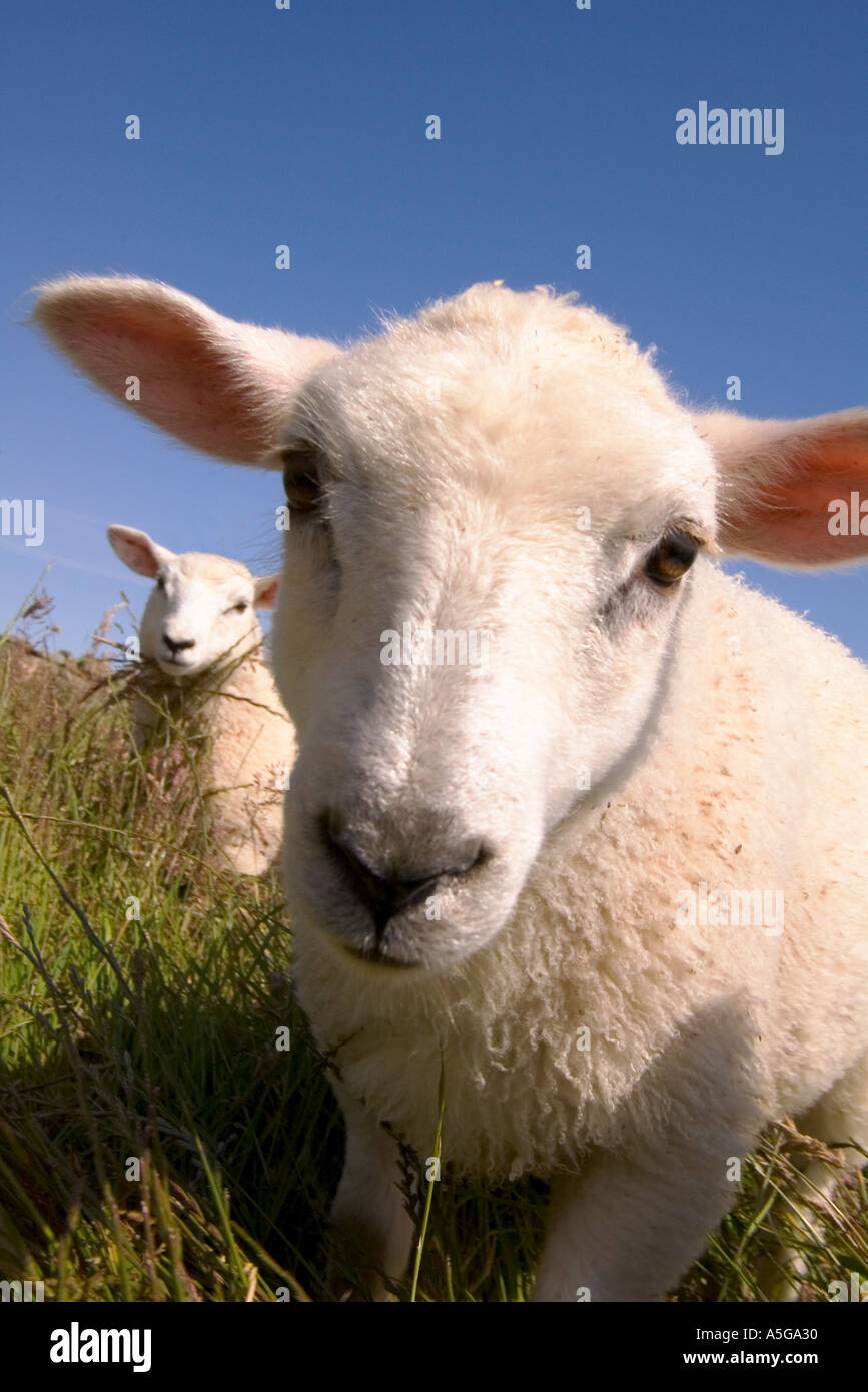 dh pecore primavera agnello ANIMALI PECORE UK SCOZIA agnelli scozzesi In campo Orkney uk faccia primo piano basso angolo cute animale di fattoria Foto Stock