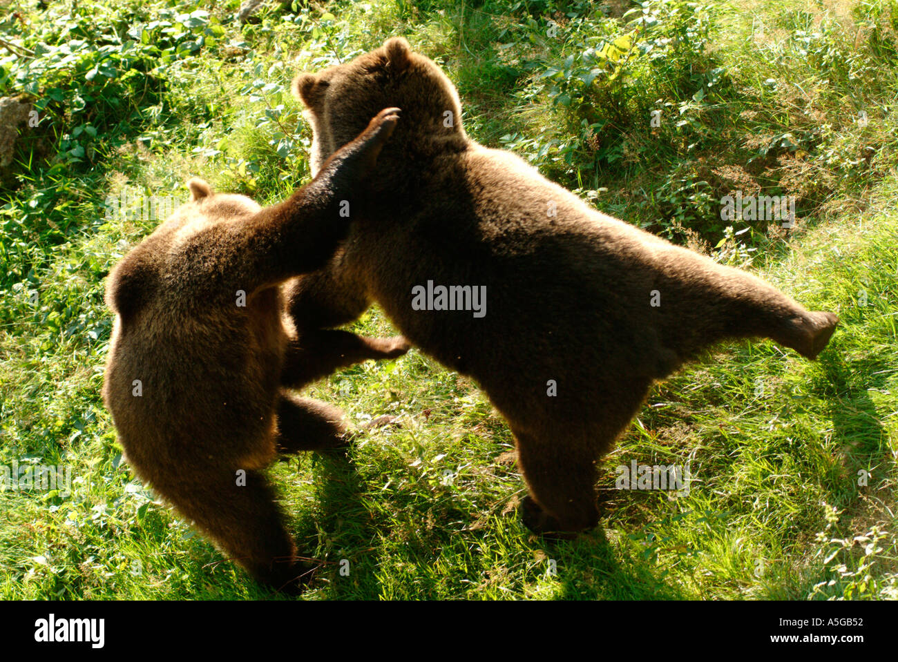 Due giovani 1 1 2 anni orso bruno fratelli Ursus arctos avente un gioco di lotta Foto Stock