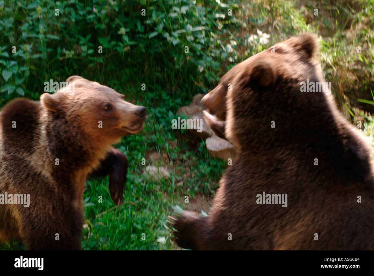 Due giovani 1 1 2 anni orso bruno fratelli Ursus arctos avente un gioco di lotta Foto Stock
