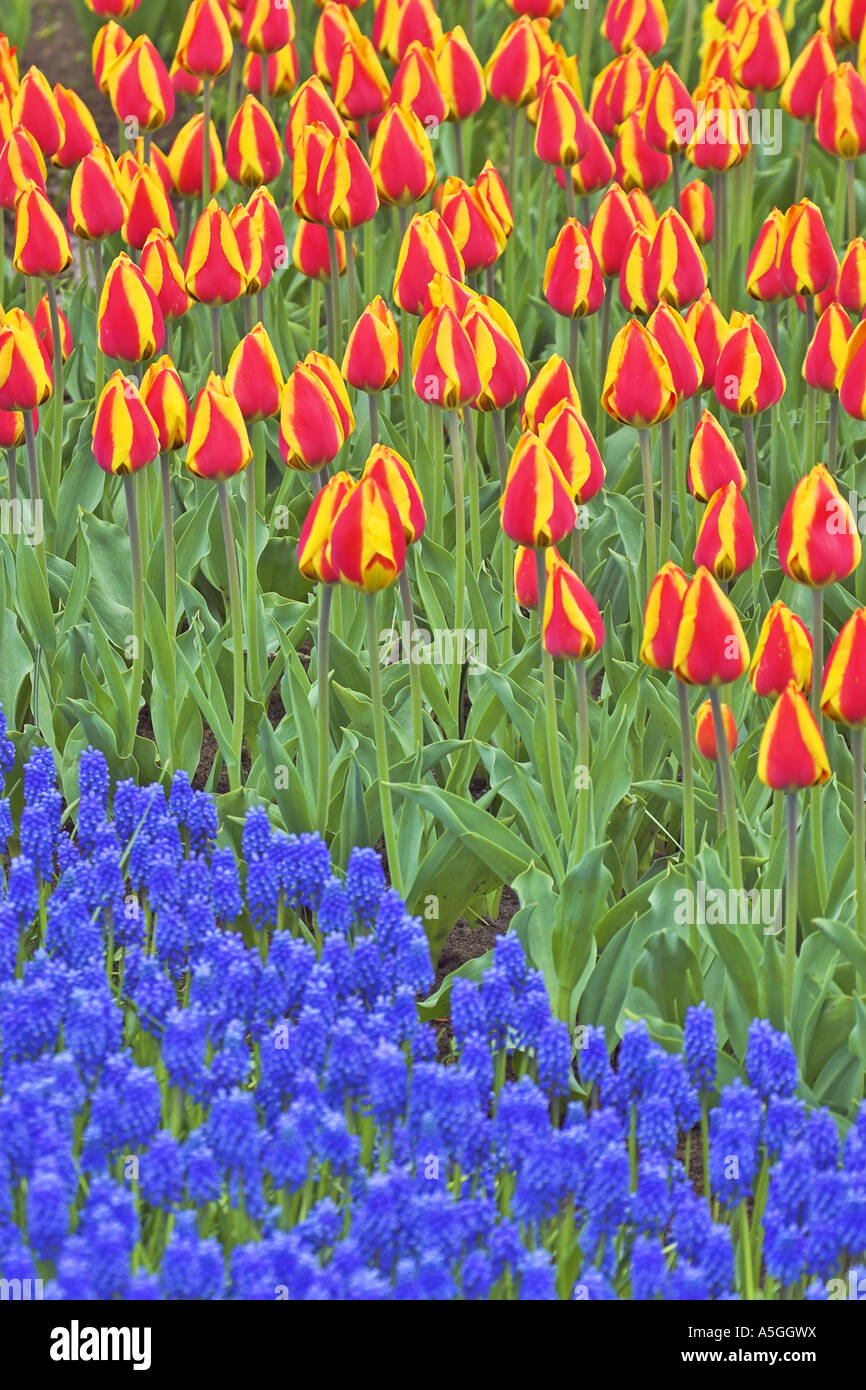 Giardino in comune tulip (Tulipa gesneriana), tappeto di fiori con uva giacinti in primavera, Paesi Bassi Foto Stock