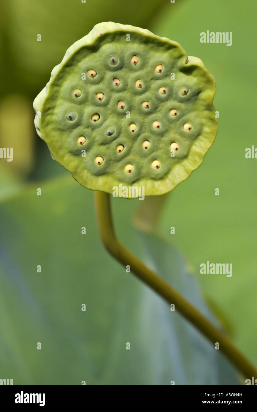 East Indian lotus (Nelumbo nucifera), infiorescenza, Italia, Suedtirol, Merano Foto Stock