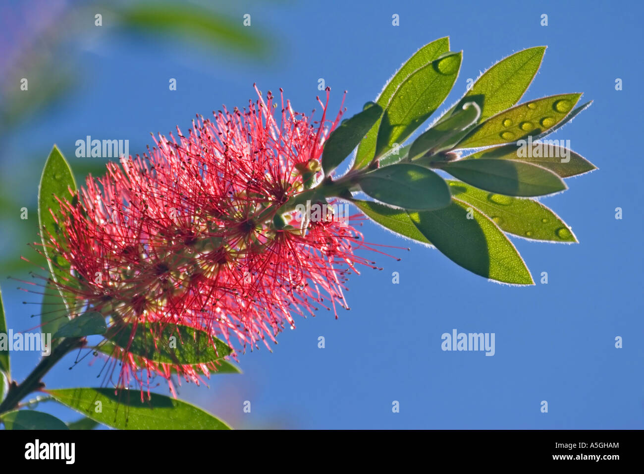 Scovolino da bottiglia (Callistemon citrinus), infiorescenza Foto Stock