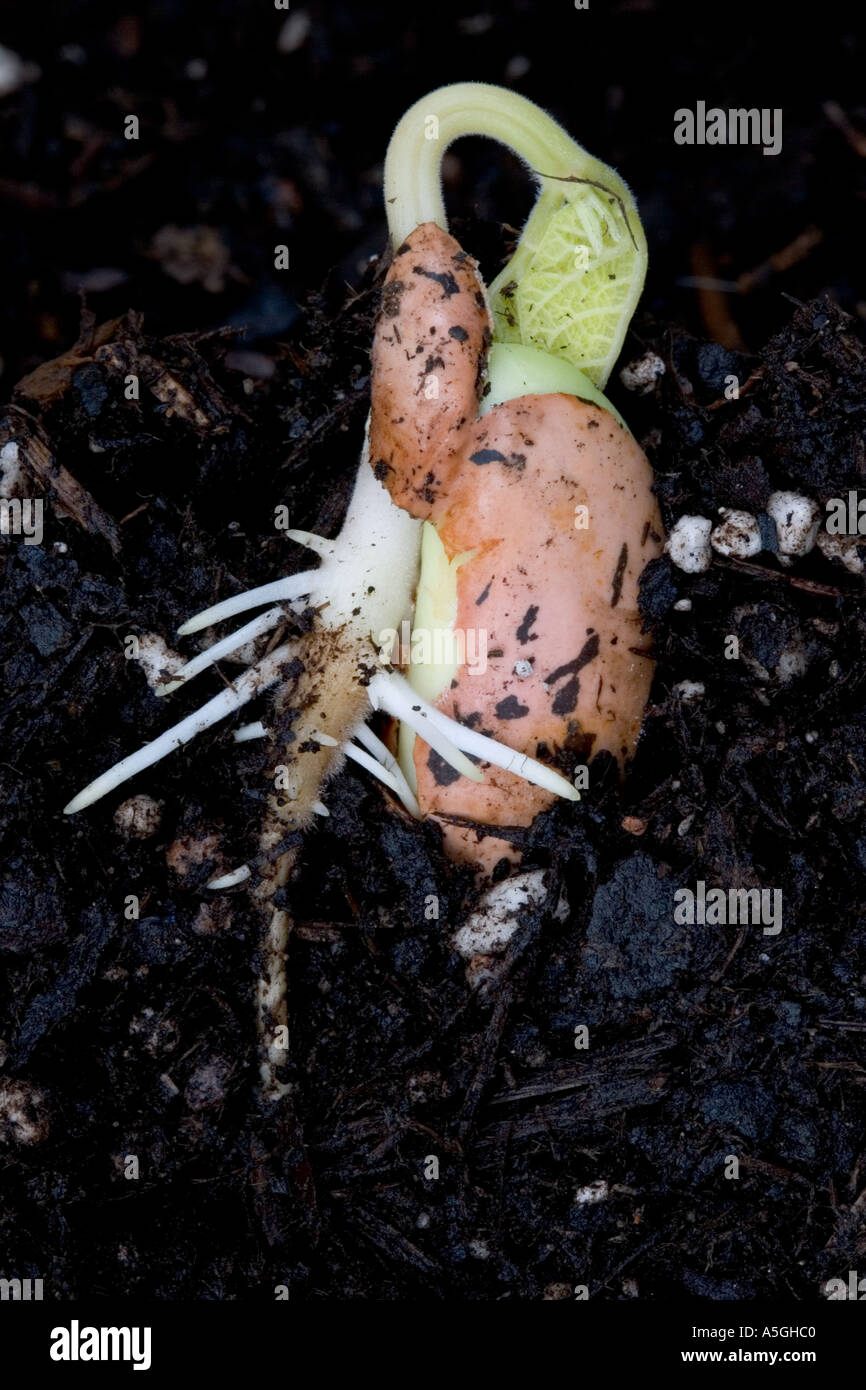 Guida di germinazione di semi di fagiolo Phaseolus coccineus sparare appena emergente radici laterali inizio per sviluppare REGNO UNITO Foto Stock